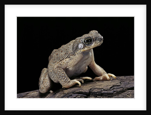 Anaxyrus punctatus (red-spotted toad) by Anonymous