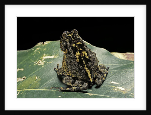 Bufo sp. by Anonymous