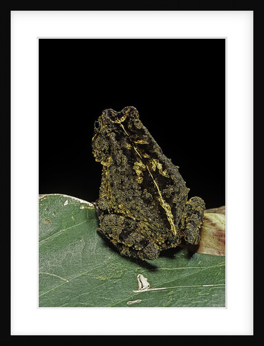 Bufo sp. by Anonymous