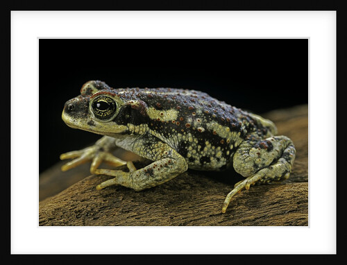 Rhinella spinulosa (warty toad) by Anonymous