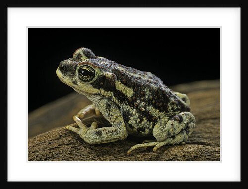 Rhinella spinulosa (warty toad) by Anonymous