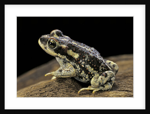 Rhinella spinulosa (warty toad) by Anonymous