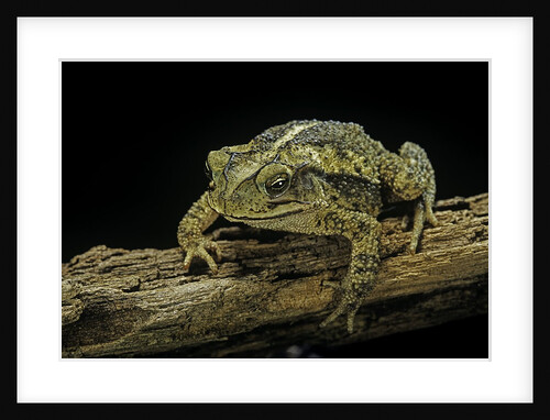 Incilius valliceps (gulf coast toad) by Anonymous