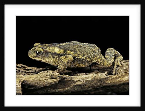 Incilius valliceps (gulf coast toad) by Anonymous