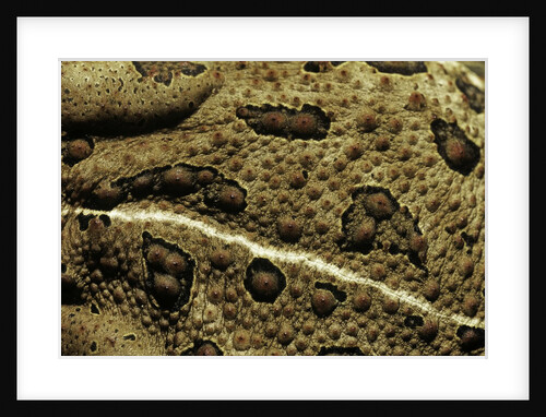 Anaxyrus woodhousii (woodhouse's toad) by Anonymous