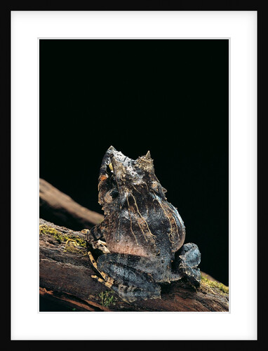 Ceratobatrachus guentheri (Gunther's triangle frog) by Anonymous