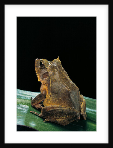 Ceratobatrachus guentheri (Gunther's triangle frog) by Anonymous