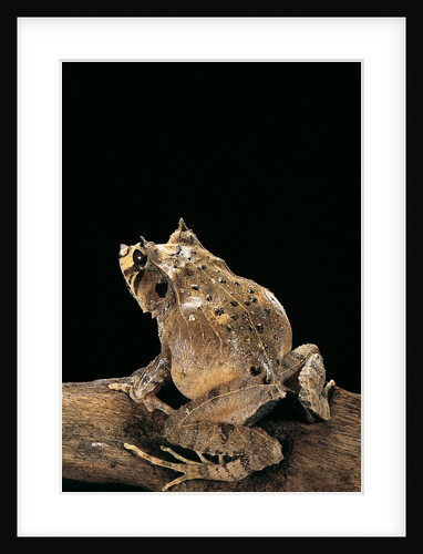 Ceratobatrachus guentheri (Gunther's triangle frog) by Anonymous