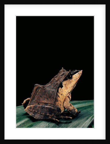 Ceratobatrachus guentheri (Gunther's triangle frog) by Anonymous