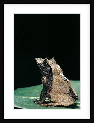 Ceratobatrachus guentheri (Gunther's triangle frog) by Anonymous