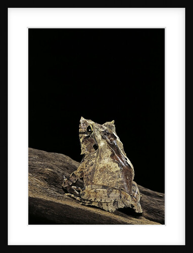 Ceratobatrachus guentheri (Gunther's triangle frog) by Anonymous