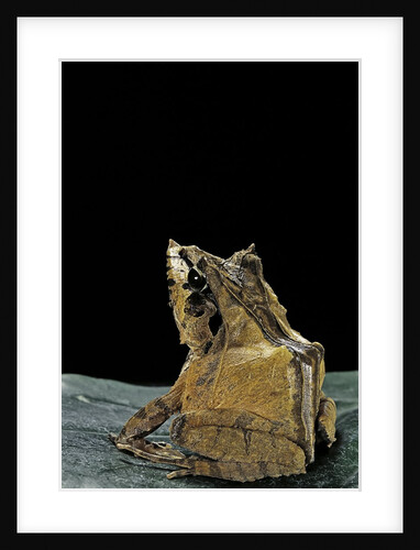 Ceratobatrachus guentheri (Gunther's triangle frog) by Anonymous