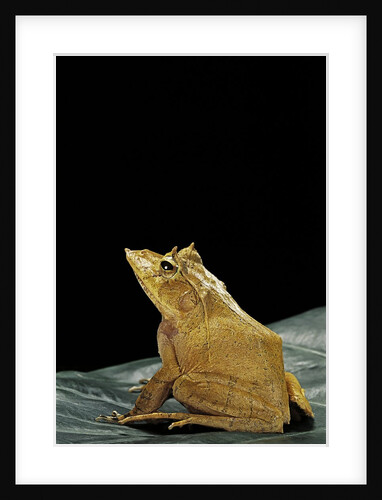 Ceratobatrachus guentheri (Gunther's triangle frog) by Anonymous
