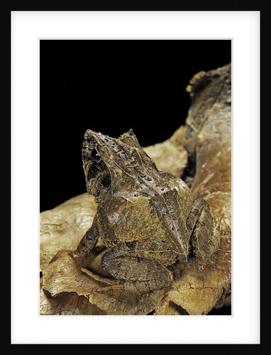 Ceratobatrachus guentheri (Gunther's triangle frog) by Anonymous