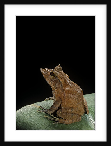 Ceratobatrachus guentheri (Gunther's triangle frog) by Anonymous
