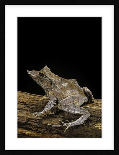 Ceratobatrachus guentheri (Gunther's triangle frog) by Anonymous