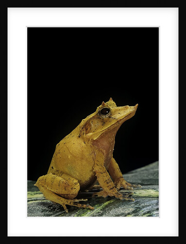 Ceratobatrachus guentheri (Gunther's triangle frog) by Anonymous