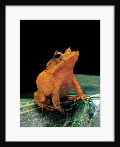 Ceratobatrachus guentheri (Gunther's triangle frog) by Anonymous