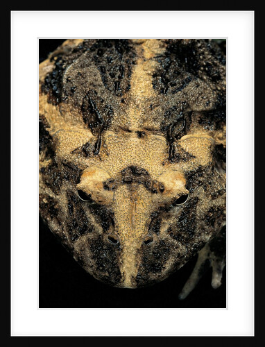 Ceratophrys cranwelli (Cranwell's horned frog, Chacoan horned frog) by Anonymous