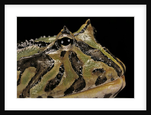 Ceratophrys cranwelli x cornuta (horned frog) by Anonymous