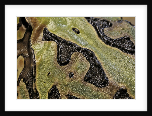 Ceratophrys cranwelli x cornuta (horned frog) by Anonymous