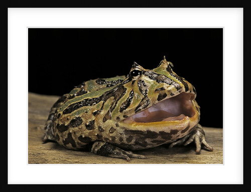 Ceratophrys cranwelli x cornuta (horned frog) by Anonymous