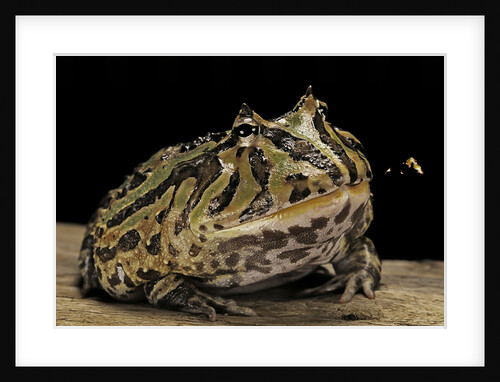 Ceratophrys cranwelli x cornuta (horned frog) by Anonymous