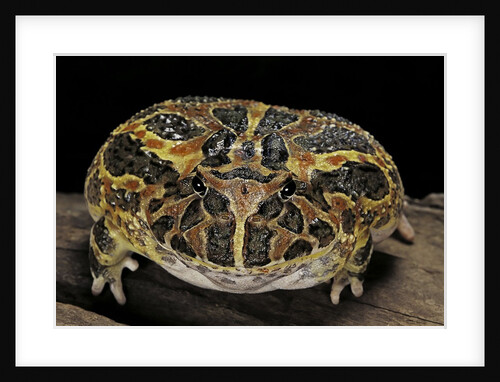Ceratophrys ornata (ornate horned frog, escuerzo) by Anonymous