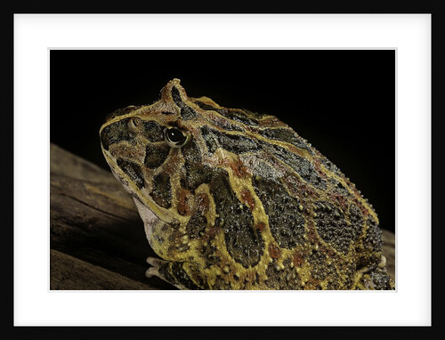 Ceratophrys ornata (ornate horned frog, escuerzo) by Anonymous