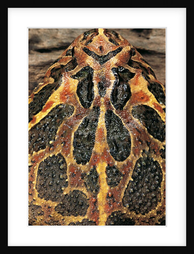 Ceratophrys ornata (ornate horned frog, escuerzo) by Anonymous