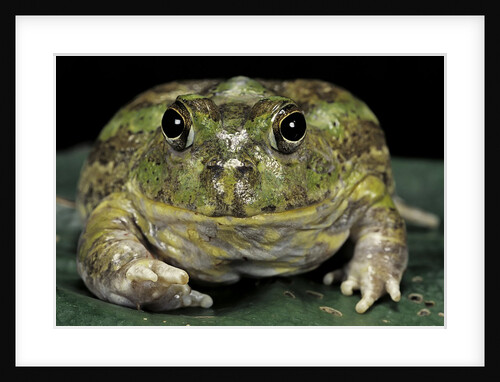 Chacophrys pierottii (lesser chini frog, chaco horned frog) by Anonymous