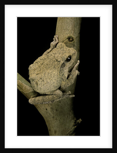 Chiromantis xerampelina (grey foam-nest treefrog) by Anonymous