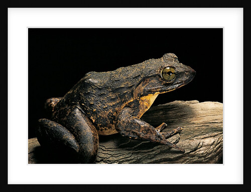Conraua goliath (giant frog) by Anonymous
