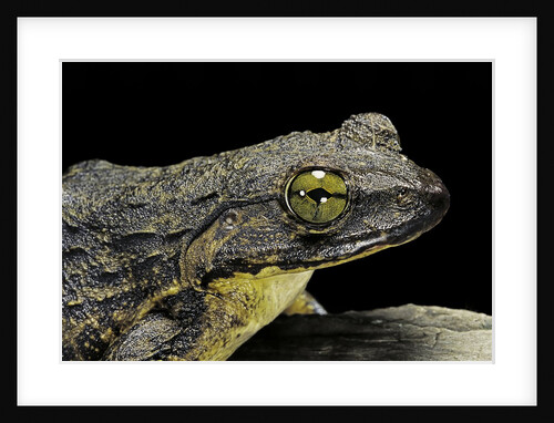 Conraua goliath (giant frog) by Anonymous