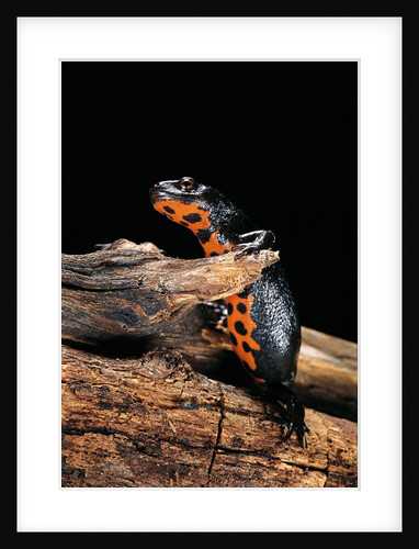Cynops orientalis (fire-bellied newt) by Anonymous