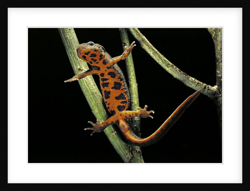 Cynops pyrrhogaster (Japanese fire-bellied newt) by Anonymous