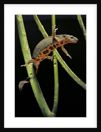 Cynops pyrrhogaster (Japanese fire-bellied newt) by Anonymous