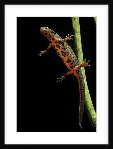 Cynops pyrrhogaster (Japanese fire-bellied newt) by Anonymous