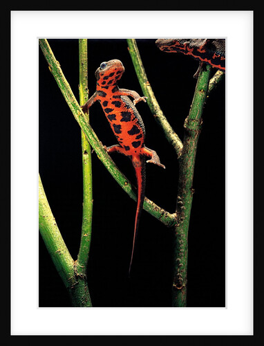 Cynops pyrrhogaster (Japanese fire-bellied newt) by Anonymous