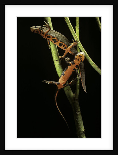 Cynops pyrrhogaster (Japanese fire-bellied newt) by Anonymous
