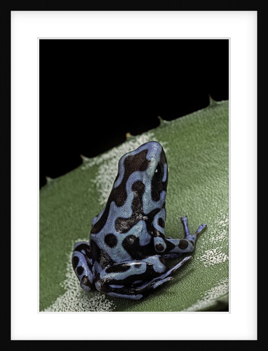 Dendrobates auratus f. blue (green and black poison dart frog) by Anonymous
