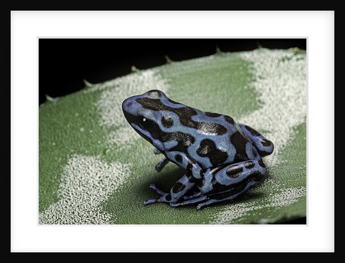 Dendrobates auratus f. blue (green and black poison dart frog) by Anonymous