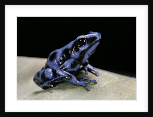Dendrobates auratus f. blue (green and black poison dart frog) by Anonymous