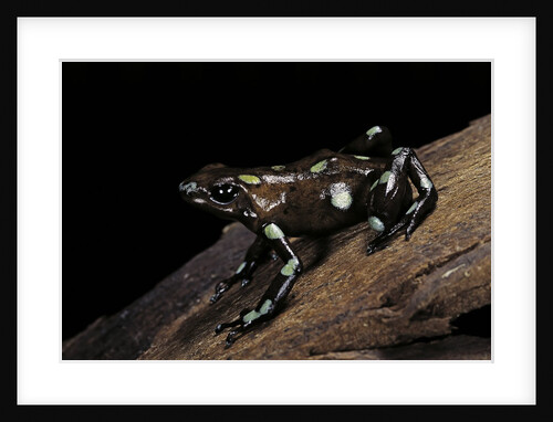 Dendrobates auratus f. tobago (green and black poison dart frog) by Anonymous