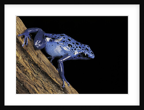 Dendrobates azureus (blue poison dart frog) by Anonymous