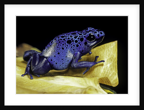 Dendrobates azureus (blue poison dart frog) by Anonymous