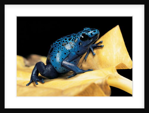 Dendrobates azureus (blue poison dart frog) by Anonymous