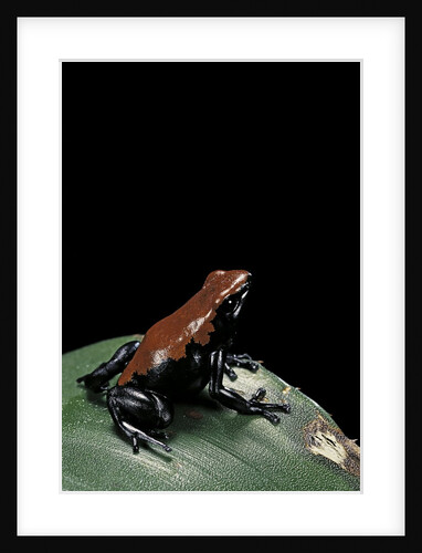 Adelphobates galactonotus (splash-backed poison frog) by Anonymous