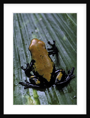 Adelphobates galactonotus (splash-backed poison frog) by Anonymous