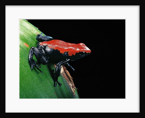 Adelphobates galactonotus (splash-backed poison frog) by Anonymous